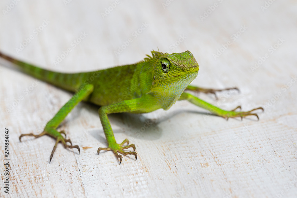 Fototapeta premium Portrait of a small green iguana in profile on tropical island Bali, Indonesia. Close up, macro