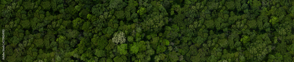 Aerial top view green tree forest, Texture of tropical rainforest, Forest view from above ecosystem and healthy environment concept and background, with copy space design for web banner.