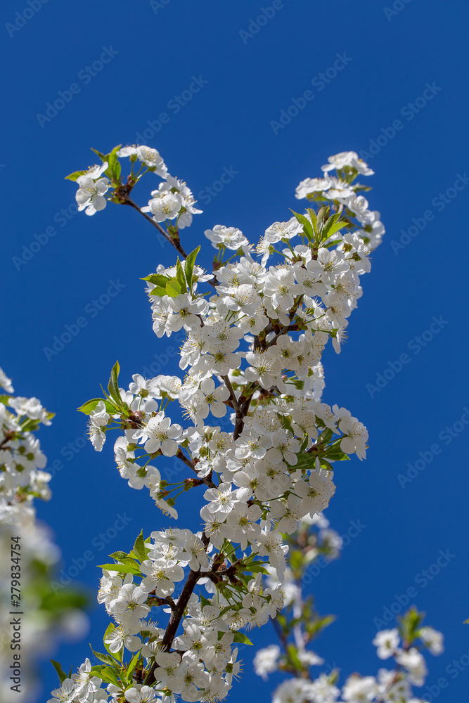 White flowers of the cherry blossoms on a spring day over blue sky background. Flowering fruit tree , close up. Nature concept White flowers of the cherry blossoms on a spring day over blue sky background. Flowering fruit tree , close up. Nature concept