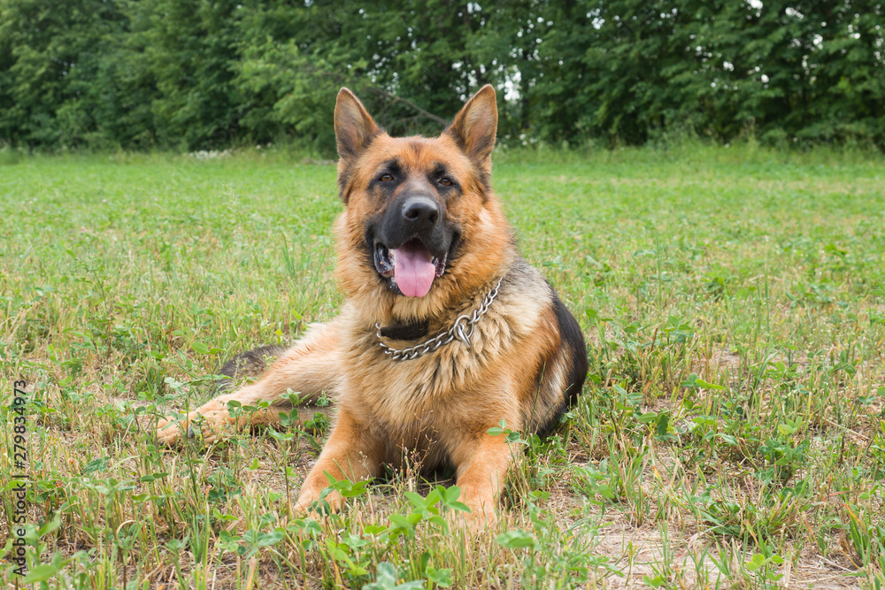 German shepherd walking resting in the Park on the grass on a summer day. German shepherd walking resting in the Park on the grass on a summer day.