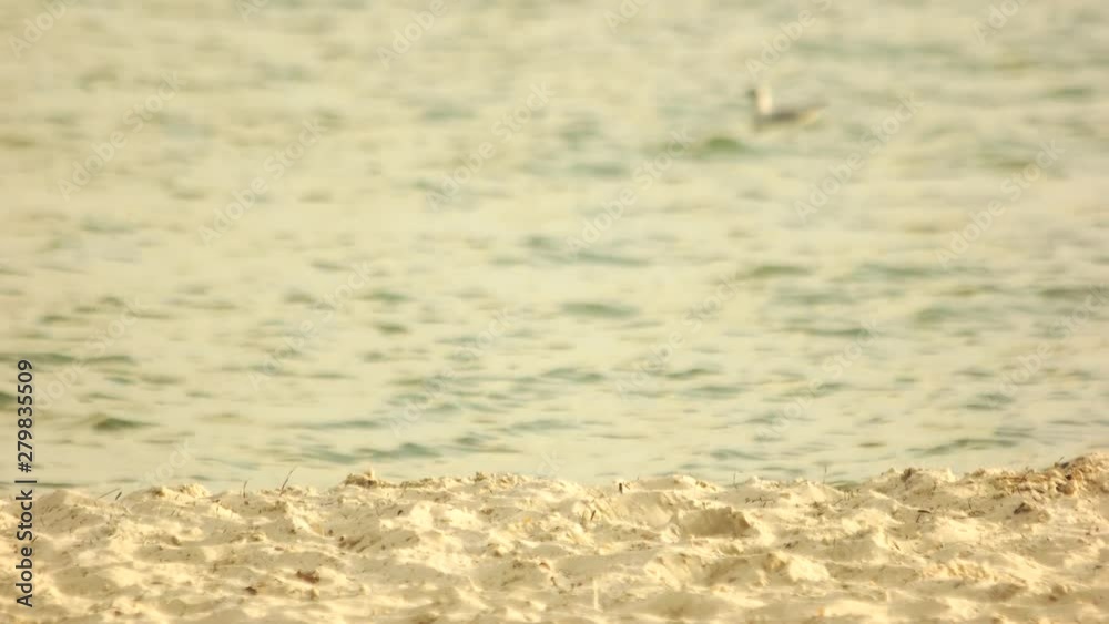 Marine view on sea coast with wavy water on sandy beach. Sandy beach with blue wavy sea in the background. Tranquil beach scene. Marine view on sea coast with wavy water on sandy beach. Sandy beach with blue wavy sea in the background. Tranquil beach scene.