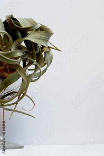 Close-up of big tillandsia xerographica in a glass on white background photo