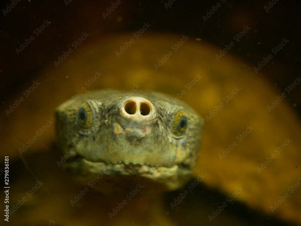 スッポン 顔 クローズアップ Stock 写真 Adobe Stock スッポン 顔 クローズアップ Stock 写真 Adobe Stock