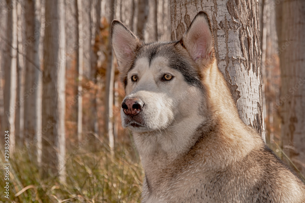 Obraz premium perro gris lobo de raza alaskan malamute
