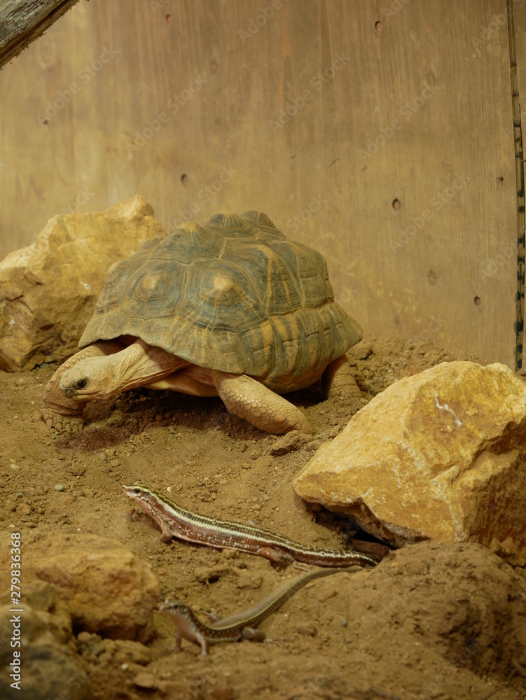 Obraz premium 亀とトカゲ