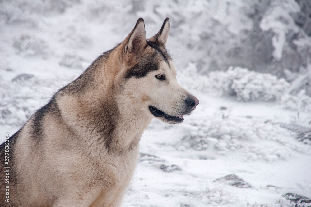 perro gris lobo de raza alaskan malamute