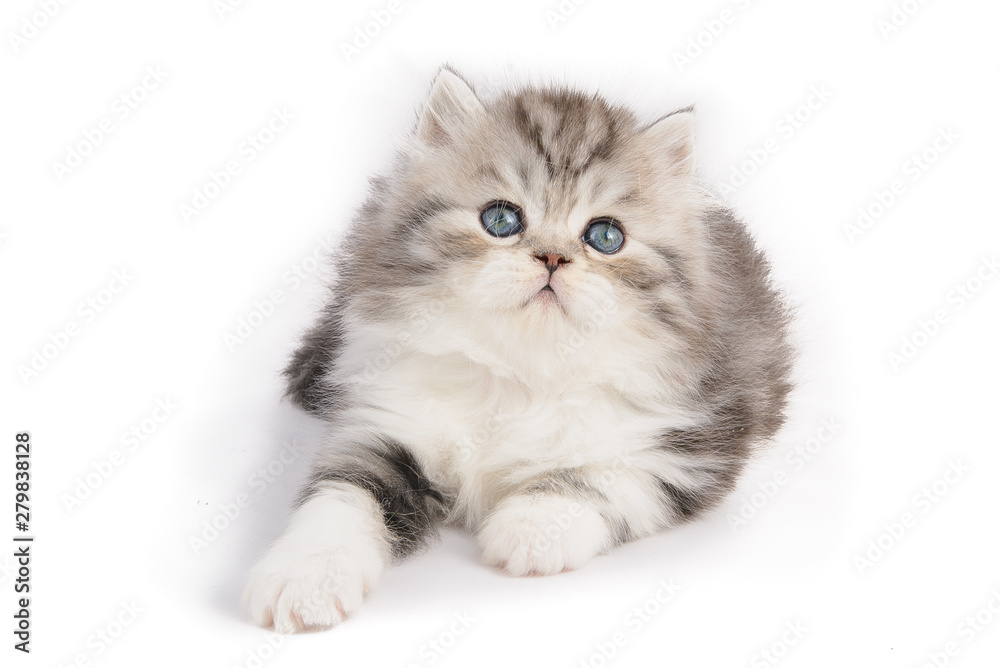 Beautiful fluffy blue-eyed kitten on a white background