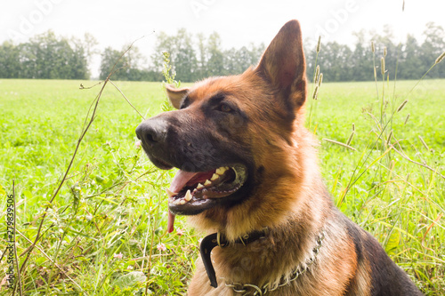 German shepherd walking resting in the Park on the grass on a summer day.