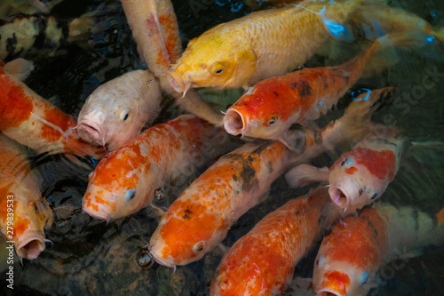 Colourful Koi carp. Colourful and vivid Koi carp swimming around in a pond in Thailand.