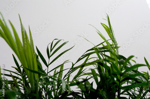 Neanthe bella palm  Chamaedorea elegans  leaves with water drops on white background