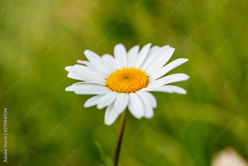 Closeup Margaritten vor grüner Blumenwiese Closeup Margaritten vor grüner Blumenwiese