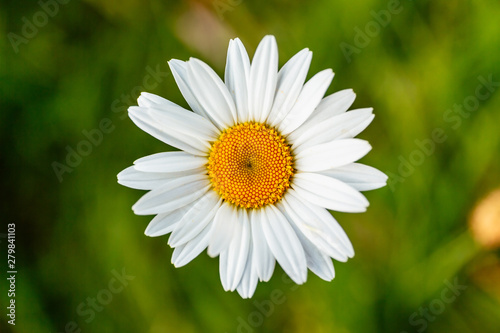 Closeup Margaritten vor grüner Blumenwiese photo