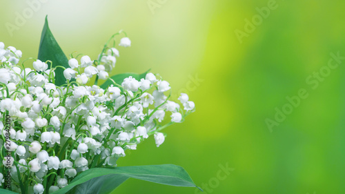 Fototapeta Naklejka Na Ścianę i Meble -  Lily of the valley (Convallaria majalis), blooming spring flowers, closeup with space for text. Spring background, banner.