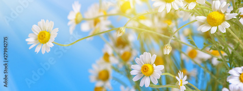 Сhamomile (Matricaria recutita), blooming spring flowers on a blue background, closeup, selective focus, with space for text