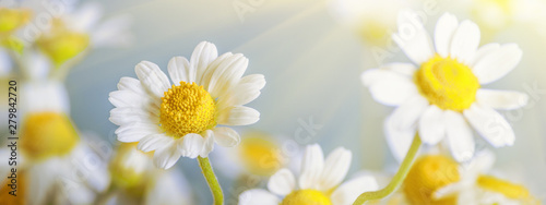 Сhamomile (Matricaria recutita), blooming spring flowers on gray background, closeup, selective focus, with space for text