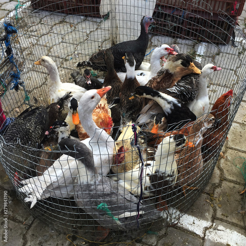 Many ducks, turkeys and chickend stuffed in small cage at an animal market photo