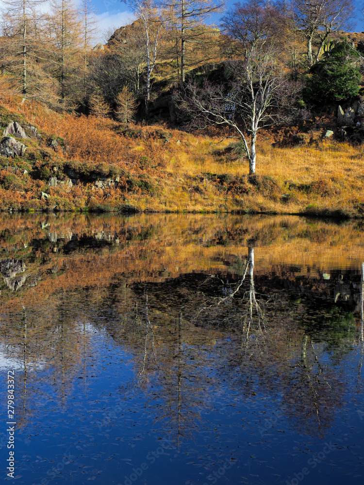 birch tree reflecting in the water of a still pond cumbria birch tree reflecting in the water of a still pond cumbria