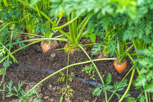 Organic Carrots. Carrot Growing Closeup