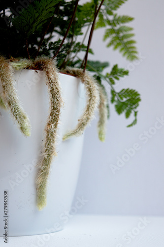 Close-up of hare's-foot fern (Davallia canariensis) showing the rhizomes in white pot on white background photo