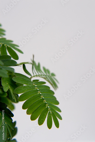Close-up of touch-me-not plant (Mimosa pudica) leaves on white background