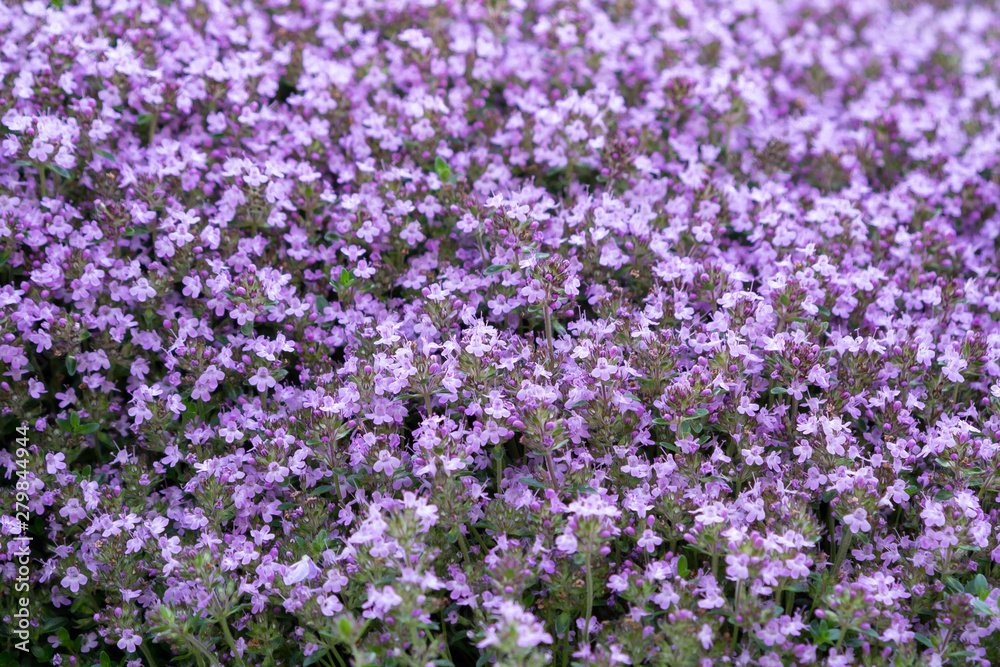 Groundcover blooming purple flowers thyme serpyllum on a bed in the garden, soft selective focus