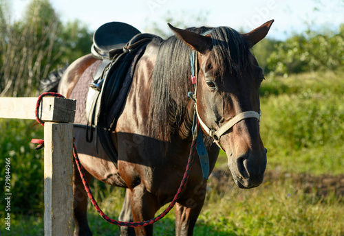 The saddled thoroughbred horse is standing near the hitching post in outdoors.