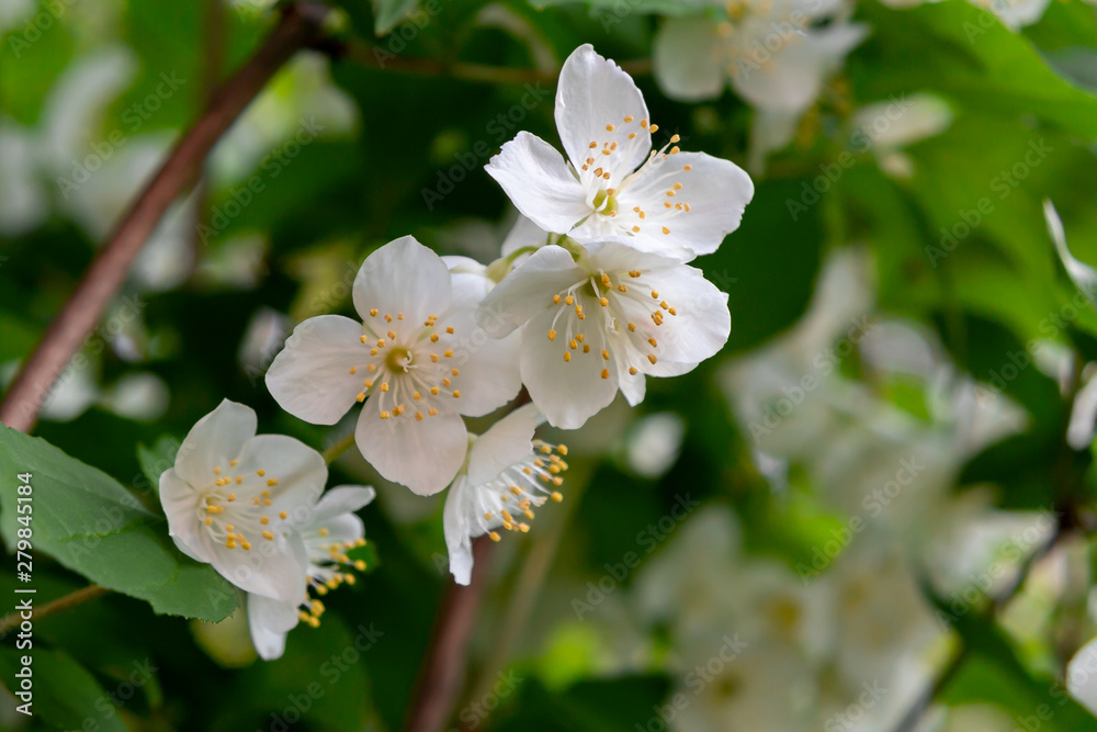 flowers of philadelphus somewhere called jasmine or mock orange in the gargen flowers of philadelphus somewhere called jasmine or mock orange in the gargen