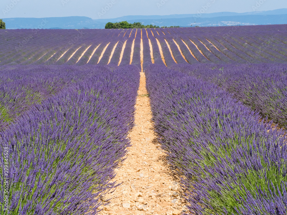 Lavender Fields