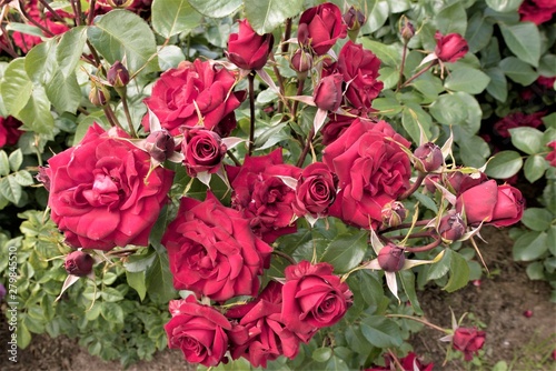 Petergof  Russia  July 2019. A bush of blooming red roses on a lawn close-up.