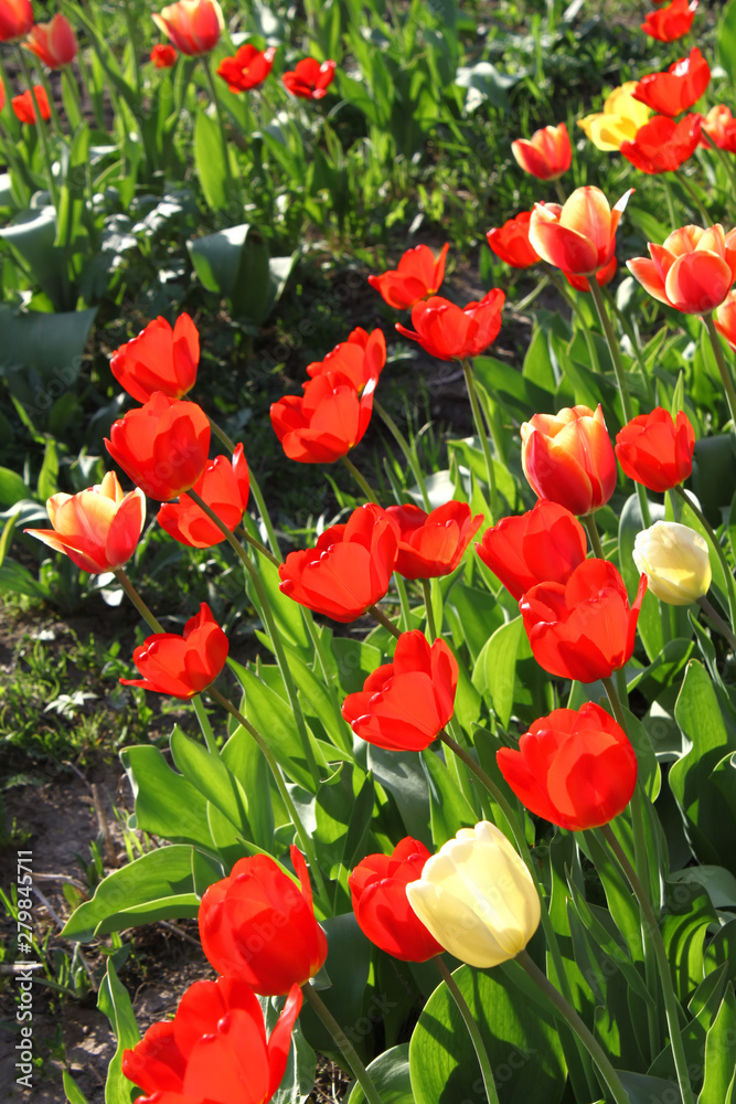 Beautiful bright tulips on a sunny day Beautiful bright tulips on a sunny day