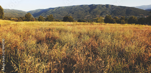 Rural Landscape With Wheat Field