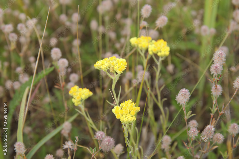 Helichrysum arenarium, dwarf everlast, immortelle yellow flowers Helichrysum arenarium, dwarf everlast, immortelle yellow flowers