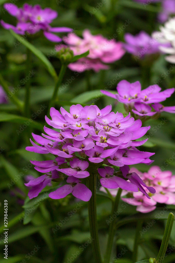 purple flowers in the garden. Iberis linifolia