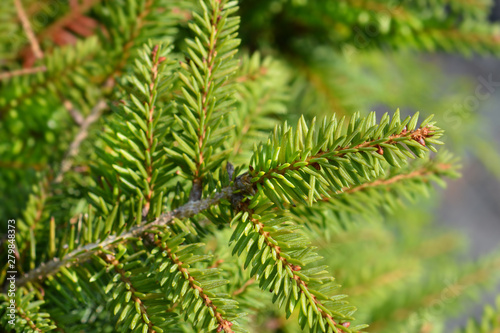 Nidiformis Norway spruce © nahhan