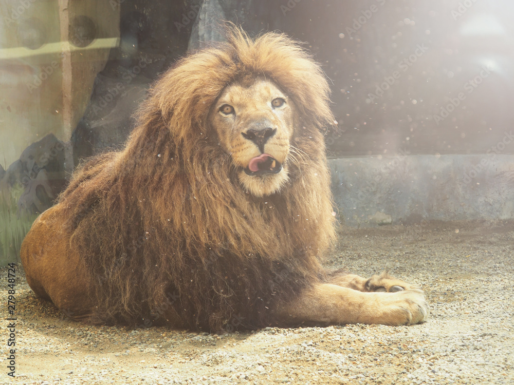 Naklejka premium The dreamy look of an lion in zoo.The King of beasts, biggest cat of the world. The most dangerous and mighty predator of the world.