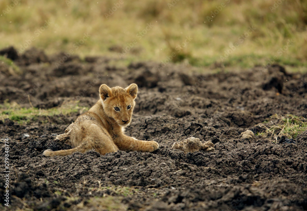 The lion cub playing in the evening hours, Msai Mara, kenya The lion cub playing in the evening hours, Msai Mara, kenya