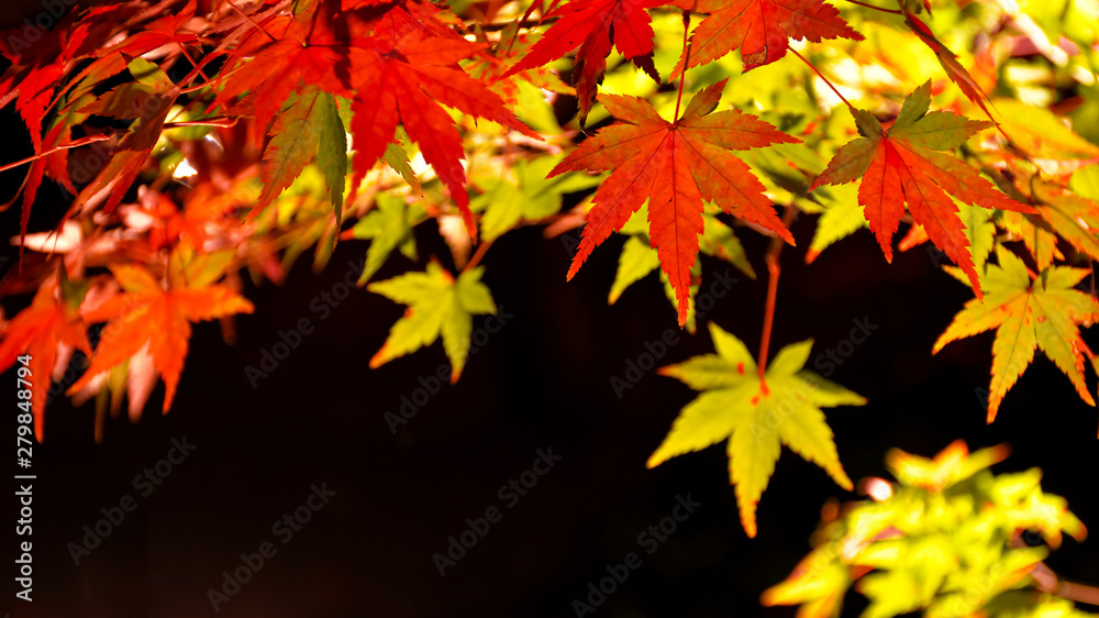 Autumn Japanese maple leaves on black background. Autumn Japanese maple leaves on black background.