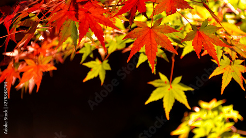 Autumn Japanese maple leaves on black background.