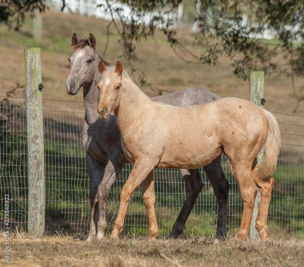 Fototapeta premium Quarter horse weanlings