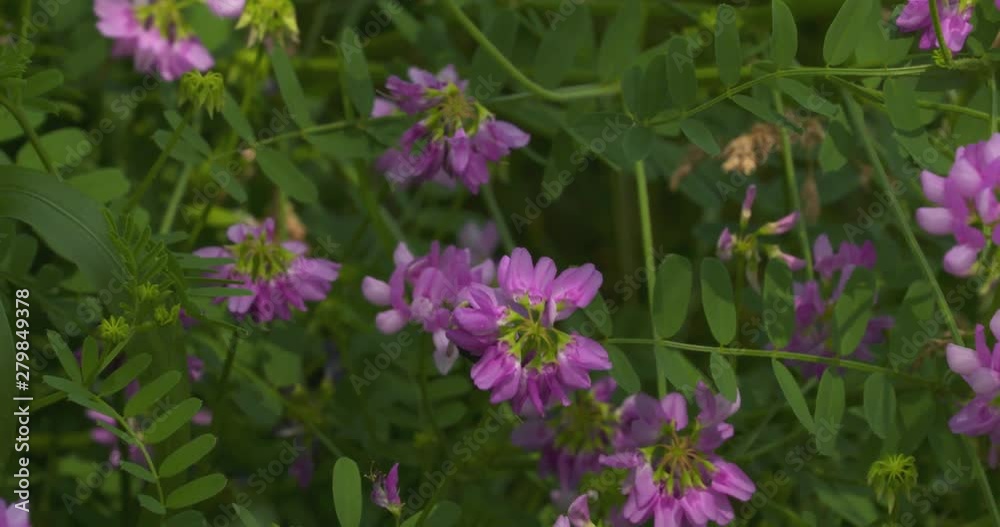 Bumblebee flying and landing on pink wildflowers Bumblebee flying and landing on pink wildflowers