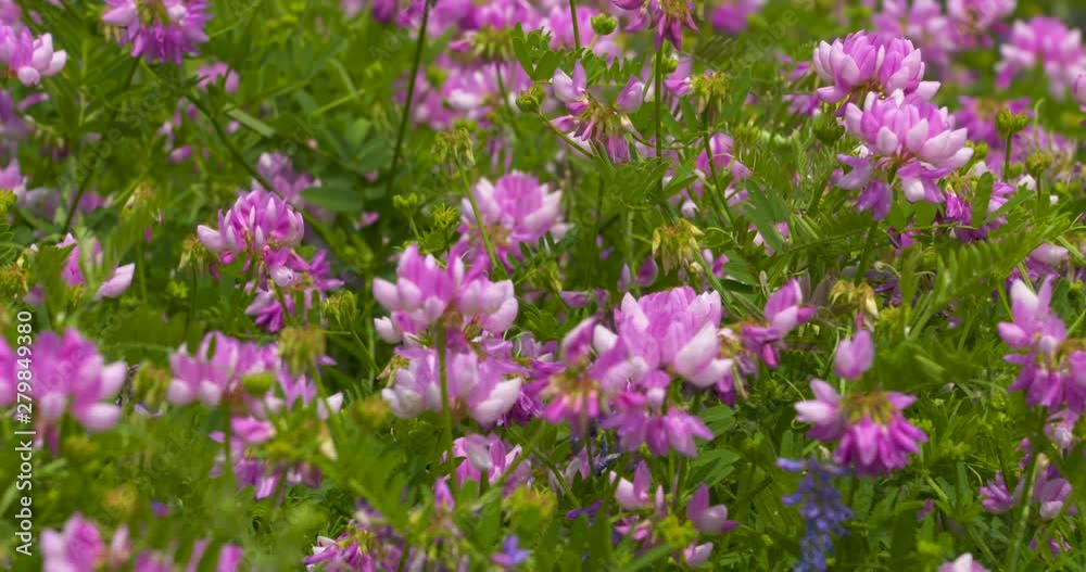 Colorful pink wildflowers blooming in a meadow Colorful pink wildflowers blooming in a meadow