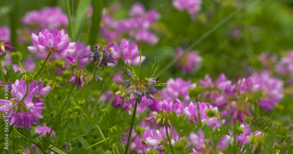 Meadow with vibrant, pink wildflowers in bloom Meadow with vibrant, pink wildflowers in bloom