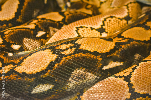 pattern of python skin