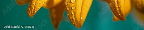 Fotografia a bright Sunny sunflower with dew drops on yellow petals on colored background