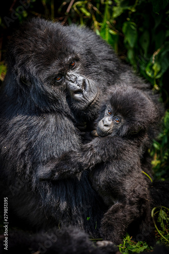 Obraz na plátne Gorilla mother and baby