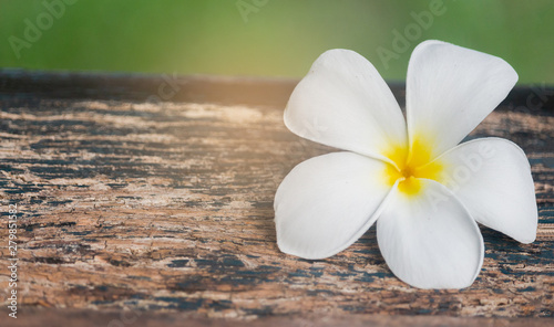 White Plumeria flower on old wooden floor For background