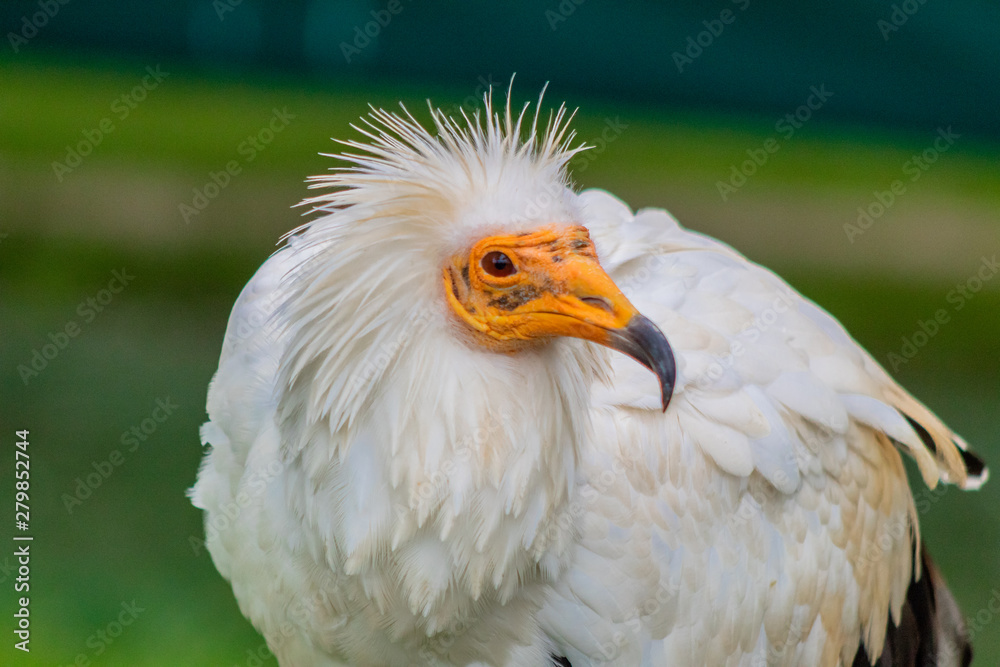 a white Egyptian vulture with different backgrounds a white Egyptian vulture with different backgrounds