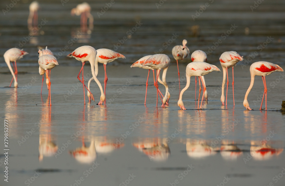 Fototapeta premium Flamingos are beautiful and gregarious wading birds