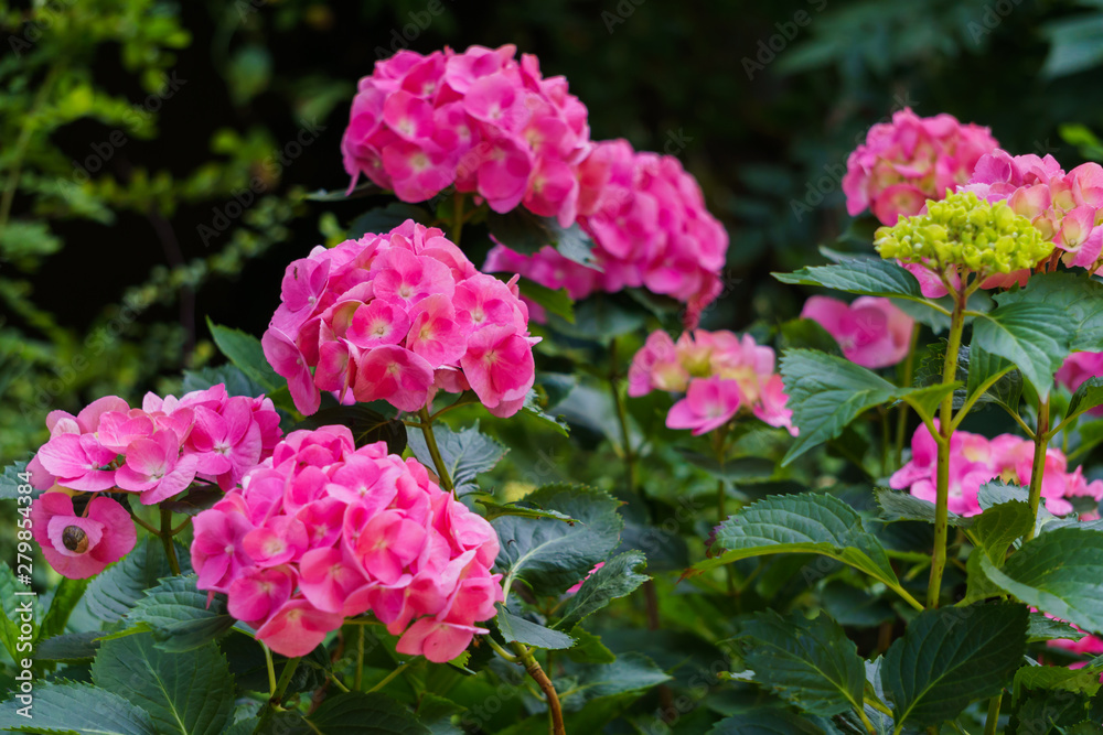 Inflorescence of bright pink hydrangea flowers in the garden. Inflorescence of bright pink hydrangea flowers in the garden.
