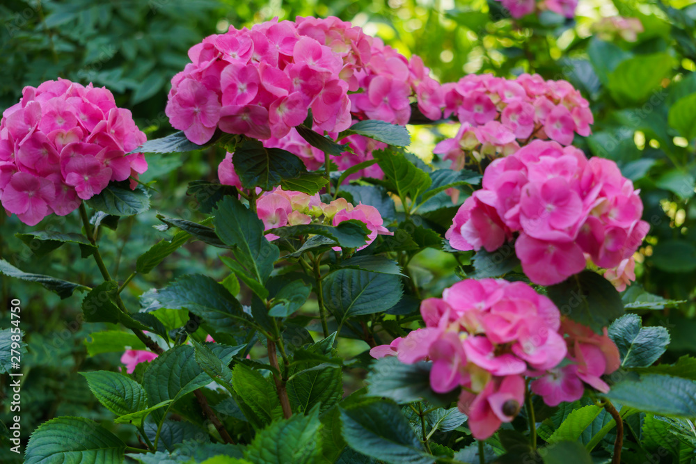 Inflorescence of bright pink hydrangea flowers in the garden. Inflorescence of bright pink hydrangea flowers in the garden.